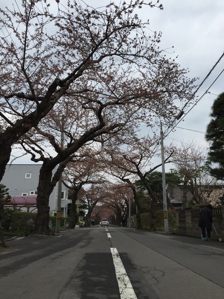 桜・さくら・サクラ・sakura